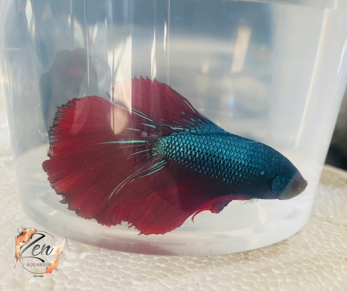 cheap betta fish for sale